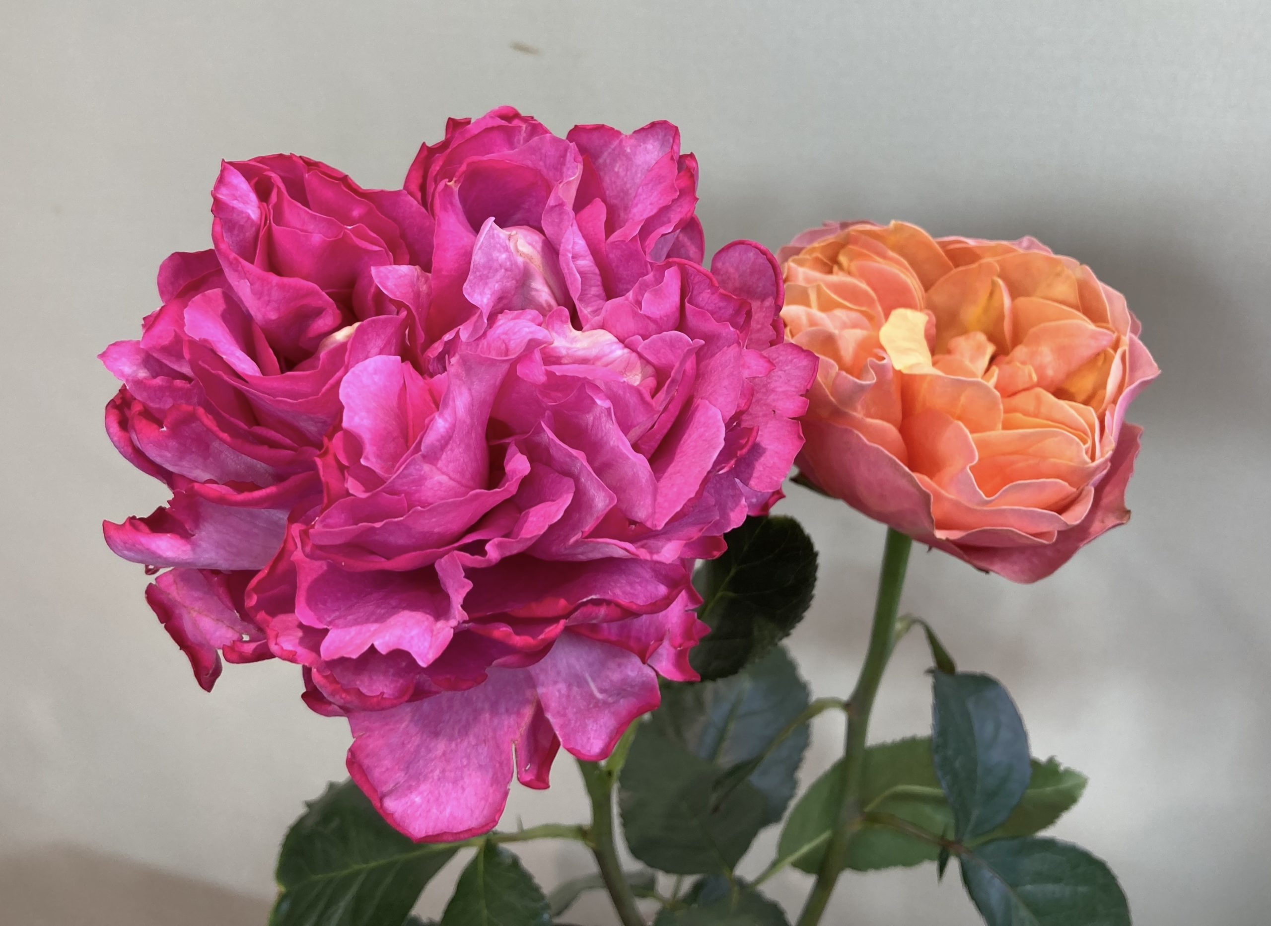 美しく咲いたバラ カーマインクラシック ケンジントンガーデン